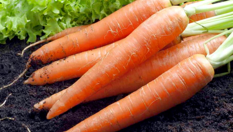 Обзор сортов моркови для посадки в сезоне 2024