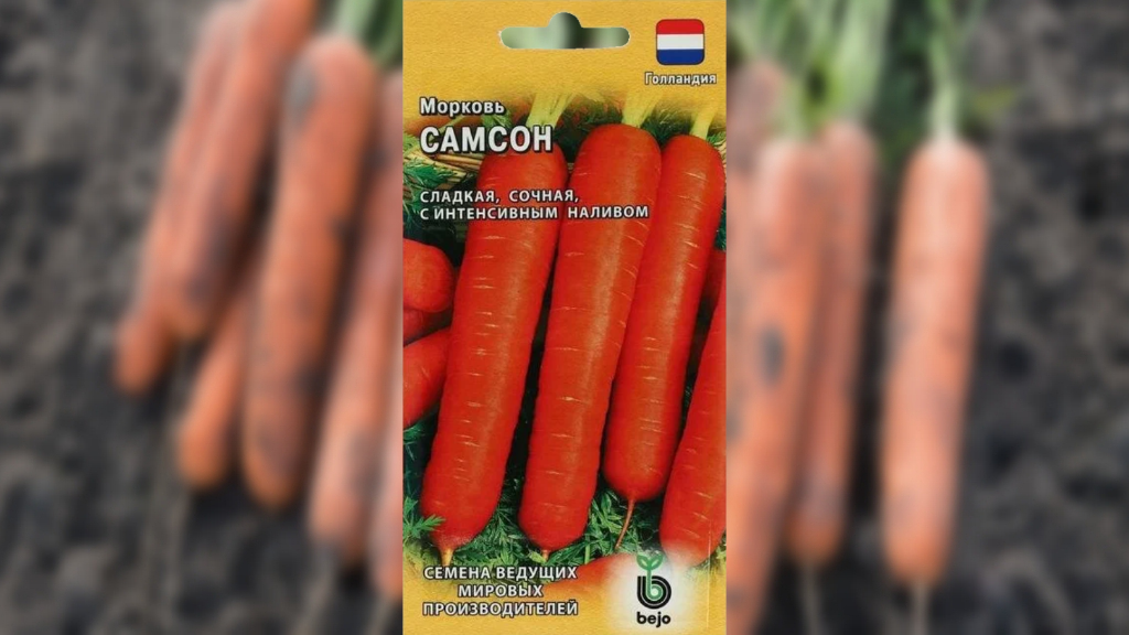 Сорт моркови Самсон. Вес самых крупных плодов – 180-200 г.