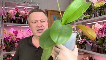 ОРХИДЕИ без грунта в ПУСТЫХ БАНКАХ и нет проблем с корнями : орхидеи гнилушки ВЫКИНЬ они не жильцы