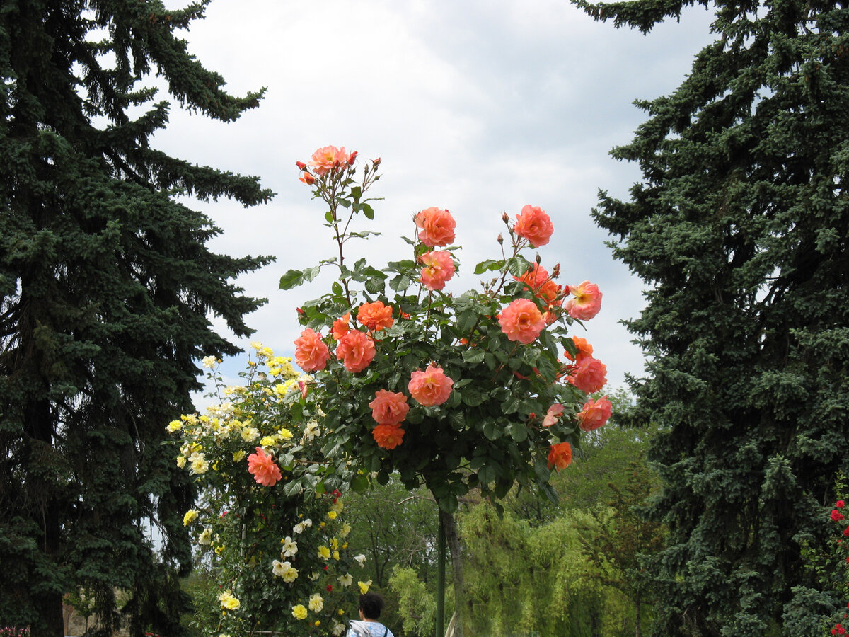    Штамбовые розы — эффектная демонстрация красоты