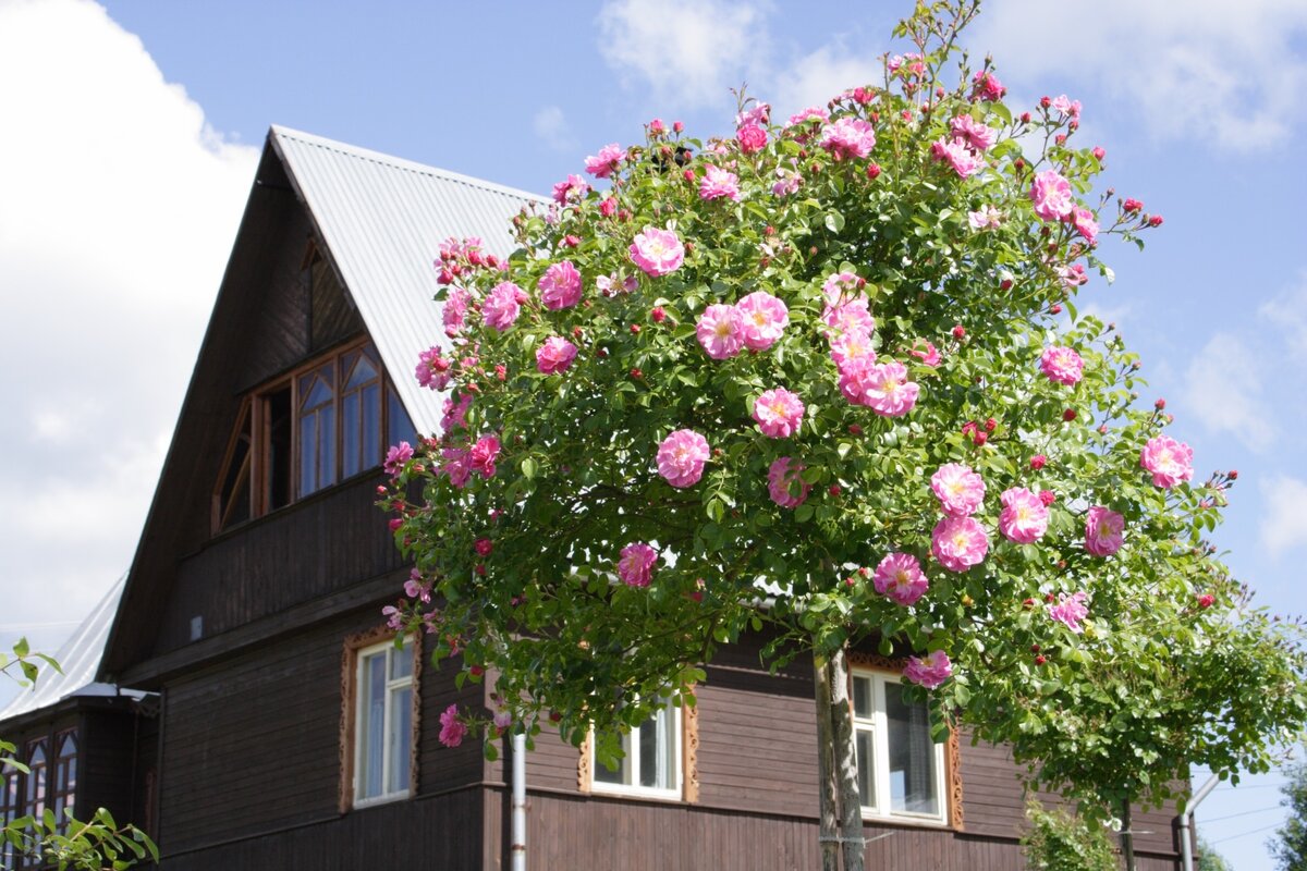    В штамбовой розе нет второстепенных деталей. Роза 'Magic Meillandecor'