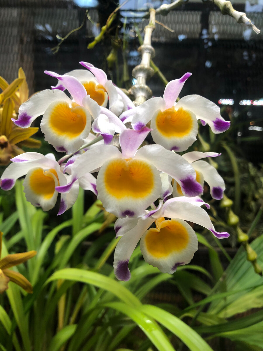 Орхидея phalaenopsis 'radiance. Фаленопсис румба. Орхидея фаленопсис монако. Расцвела орхидея. Цветущая орхидея фаленопсис.