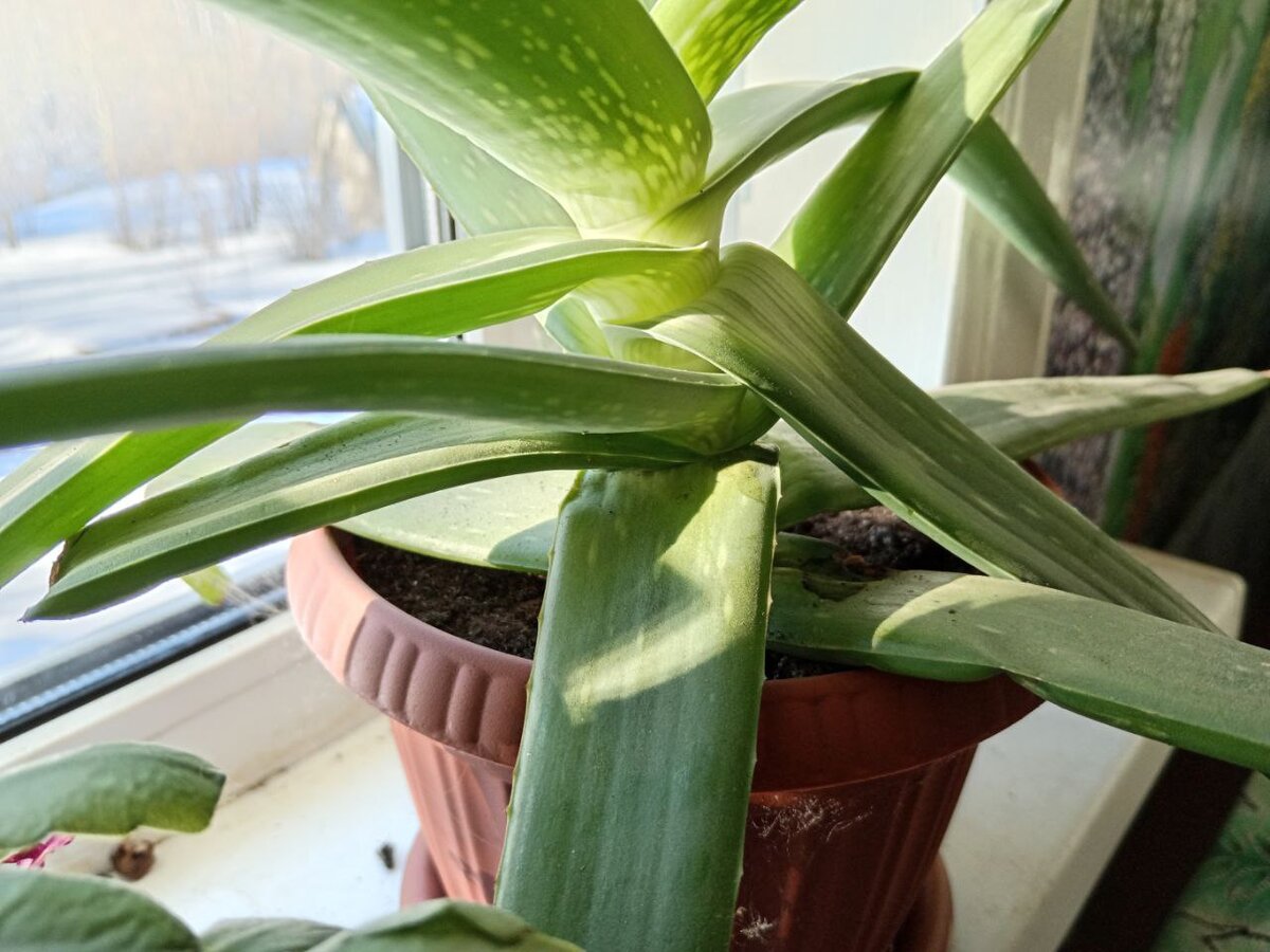 Алоэ взрослое растение.