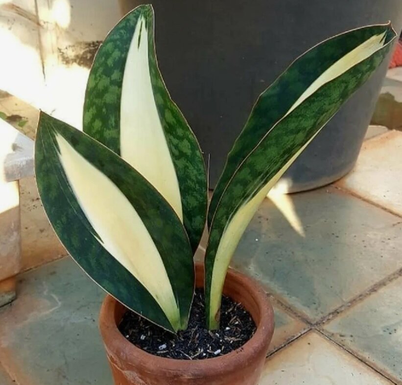 Сансевиерия Муншайн или Сильве Мунс