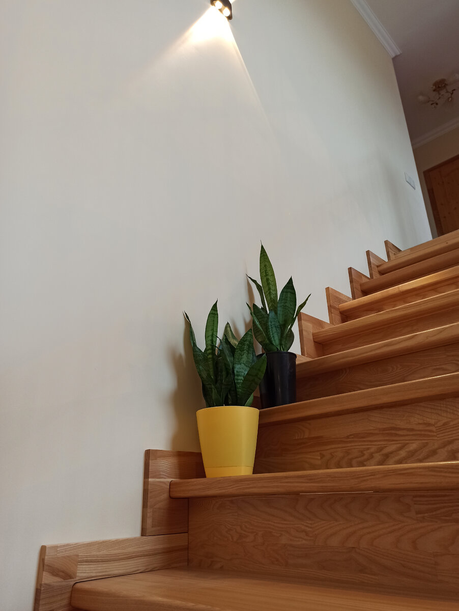 На лестнице есть лишь небольшое искусственное освещение и рассеяный свет из окна "второго света", но цветку его хватает для хорошего самочувствия.