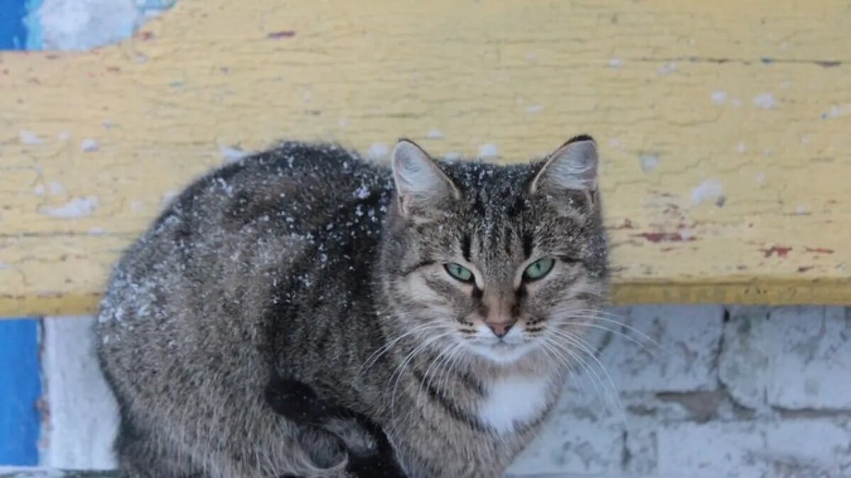    Мартовский кот