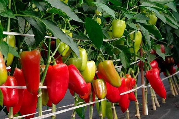 Сроки высадки семян перца для рассады. Какого числа сажать перец. Когда садить перец и помидоры на рассаду. Какого числа сажать перец. Лунный календарь на март посевной для рассады перцев и томатов.