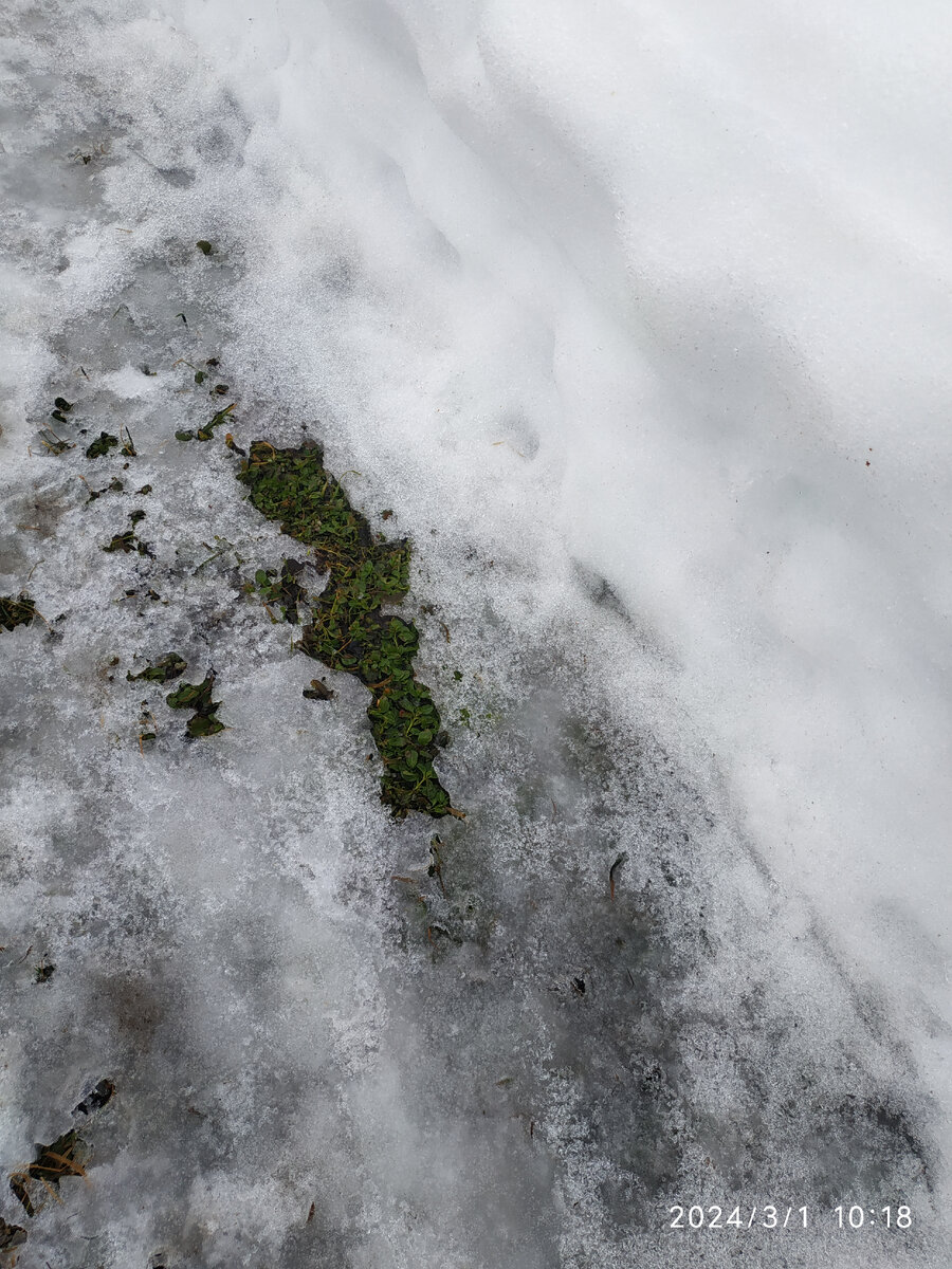 первые проталины на участке.