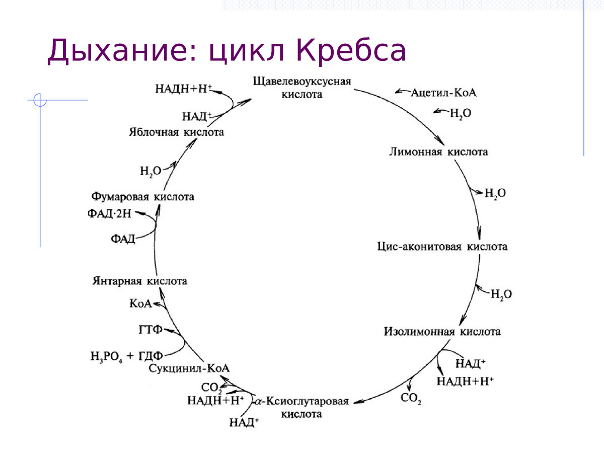 Источник https://nvkz-tub.ru/prezentacii/pochemu-ty-esh-i-ne-tolsteesh-cikl-krebsa-vedma-da.html