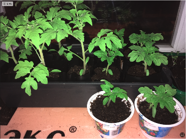 Рассада детерминантных  и индетерминантных томатов, фото автора