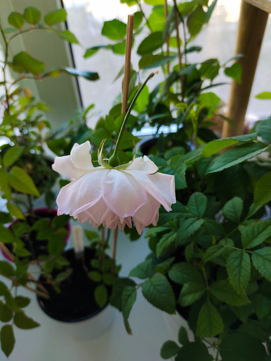 Бенгальская роза (белая с розовой каймой), очень ароматная