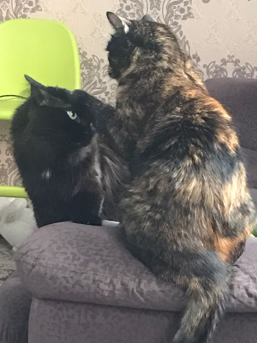 Кузя и Фрося