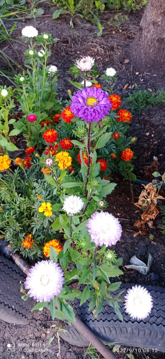 Пыталась вырастить  весной по зимнему методу