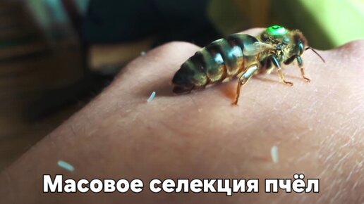 Пчеловодство, селекция среднерусских пчёл