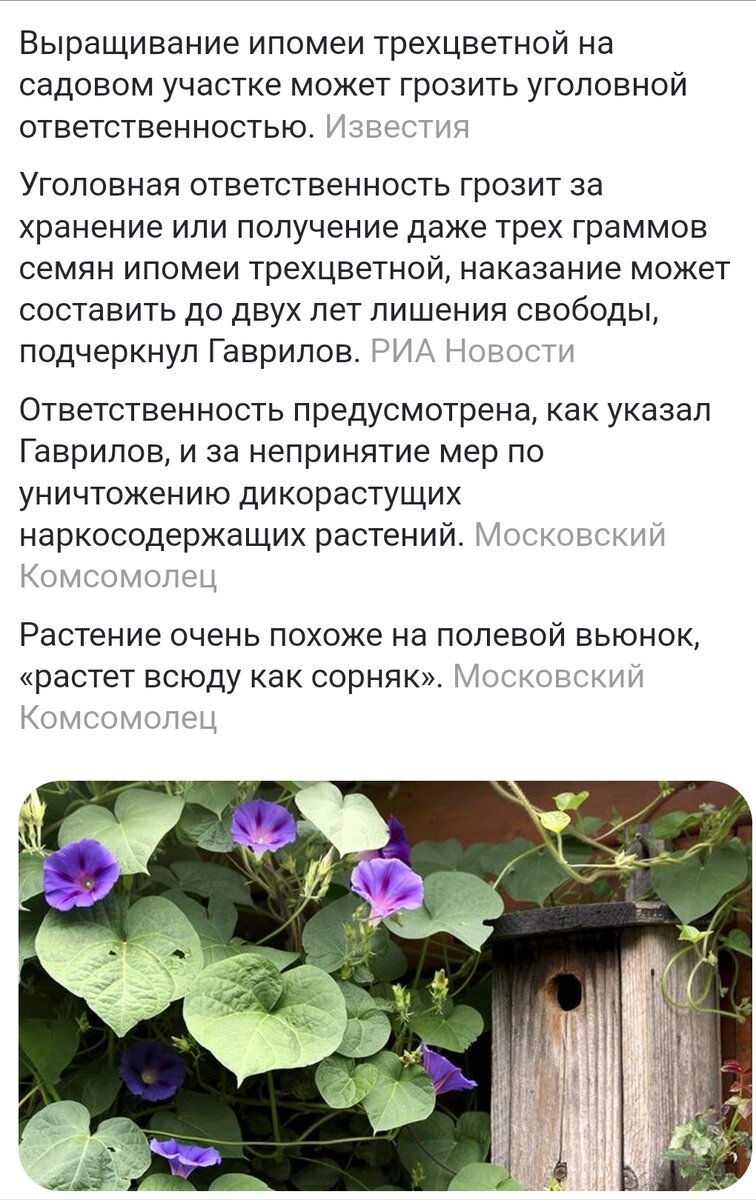 Ипомея трехцветная