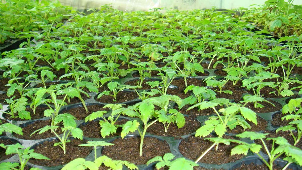 Черенки корневая поросль черенки. Вегетативное размножение корневыми отпрысками. Опасные нитраты. Вегетативное размножение корневыми черенками. Вегетативное размножение листовыми черенками.