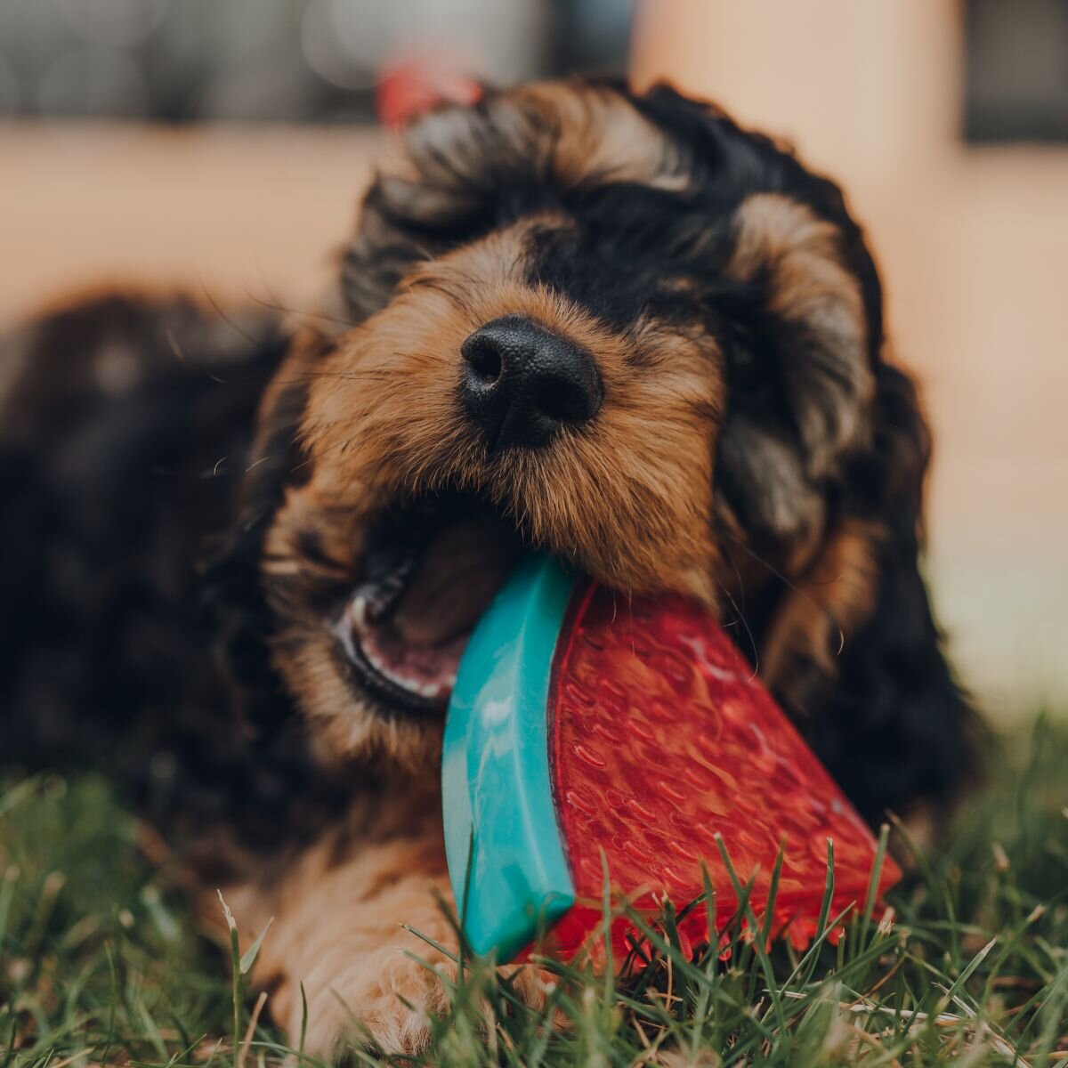 Щенок с жевательной игрушкой 