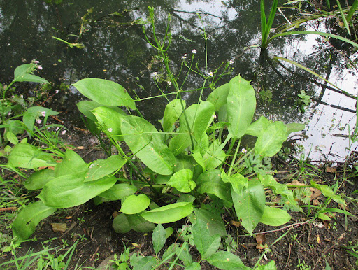 Растения растущие в щелочной почве. Измерить растение. Измерить растение. Измерение роста растений. Влагомер почвенный aquaterr t-350.