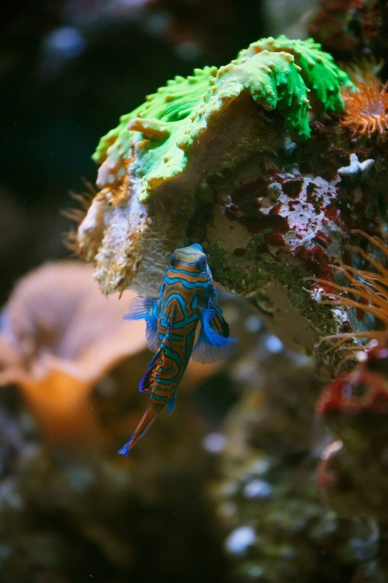 Фото: пресс-служба Ленинградского зоопарка
