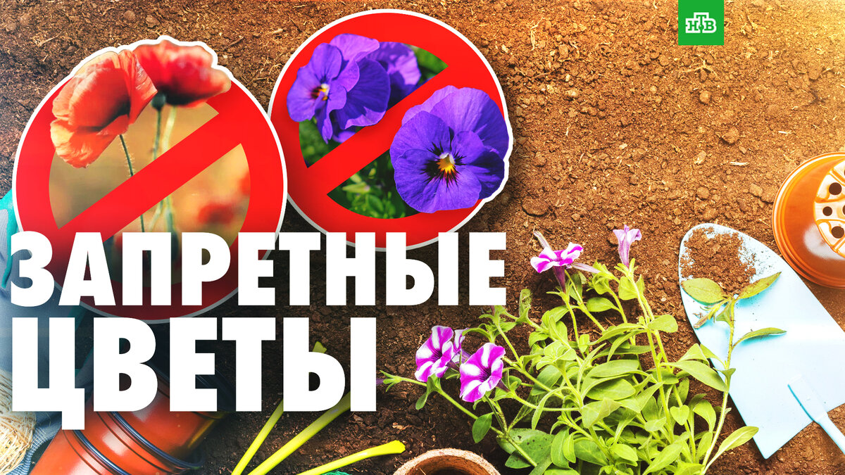 Запретные цветы: дачникам придется отказаться от вьюнков | НТВ: лучшее ...