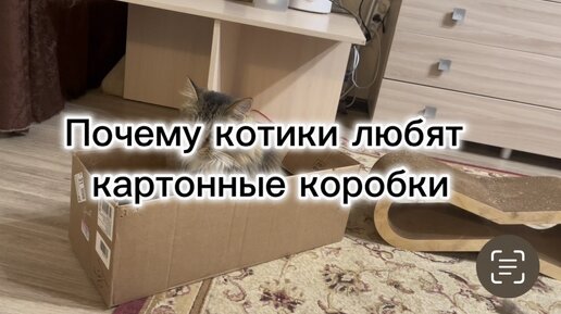 Почему котики любят картонные коробки