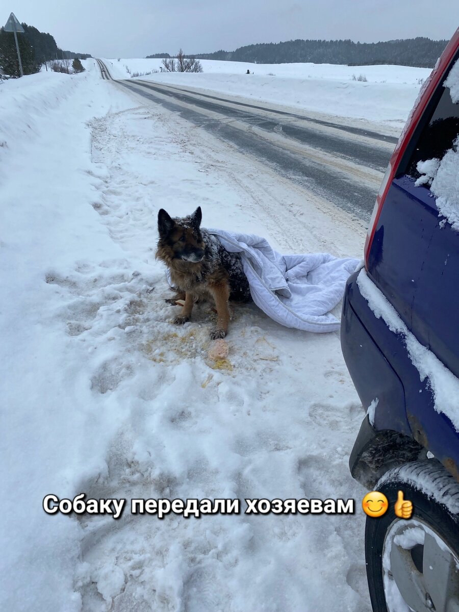 Собака 