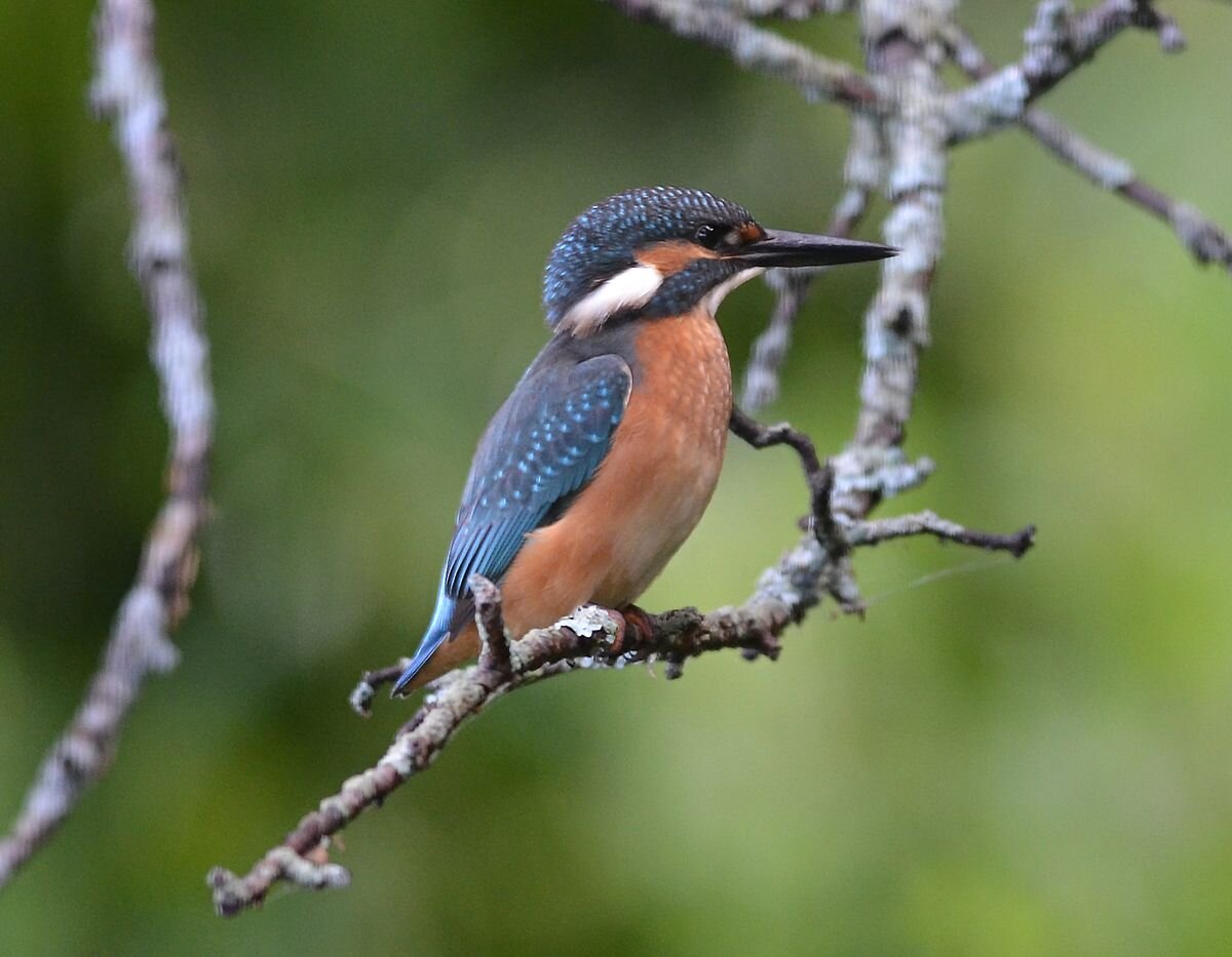 Молодой зимородок