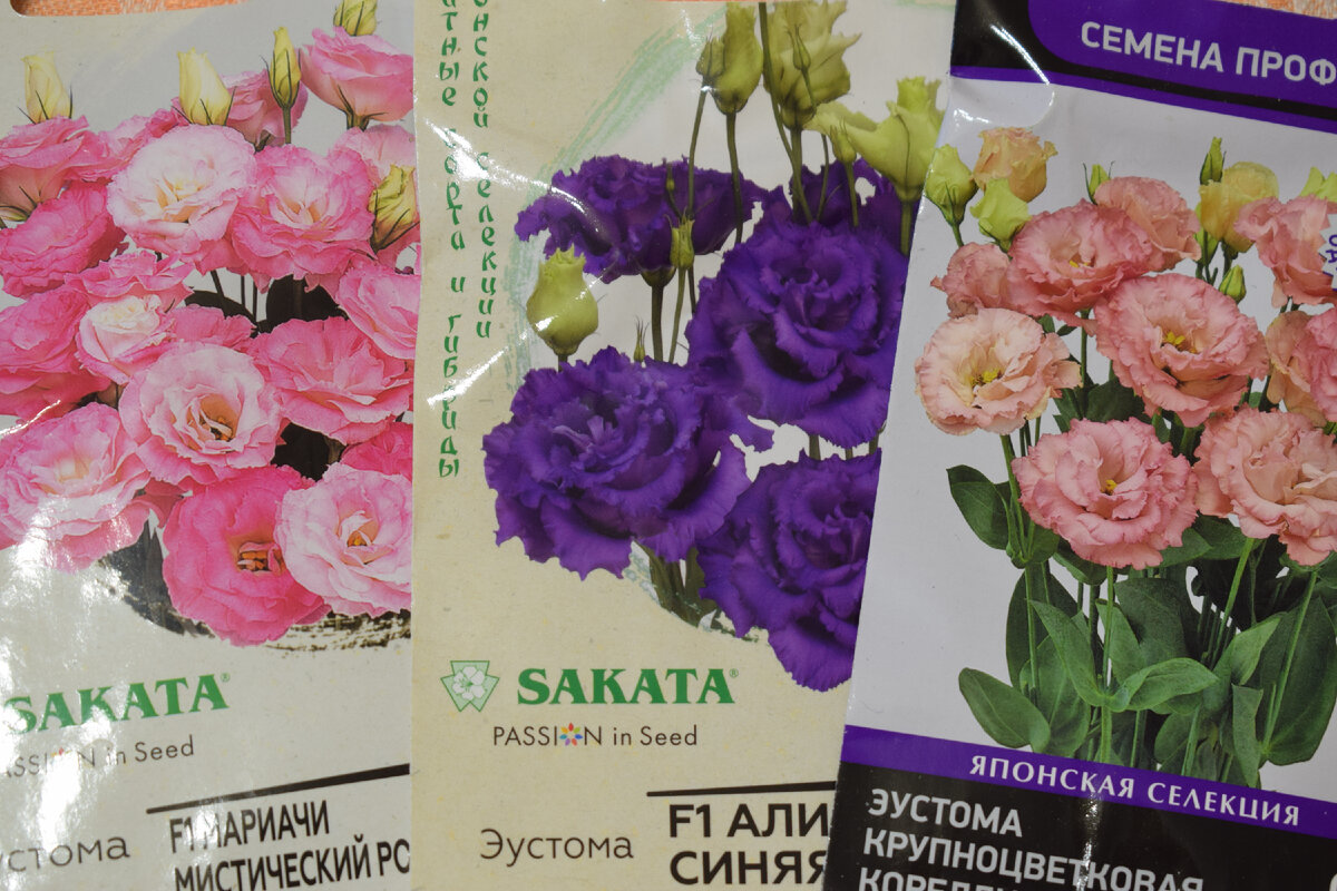 эти три сорта буду пикировать сегодня(фото автора)