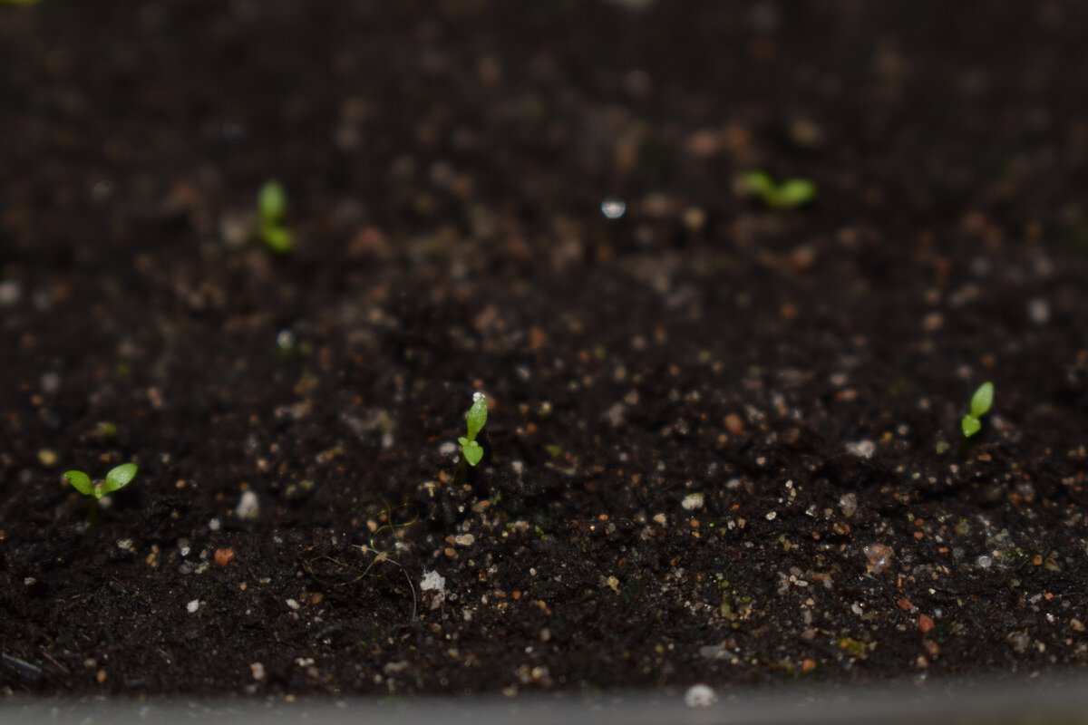 Эустома взошла вся сто процентов(фото автора)