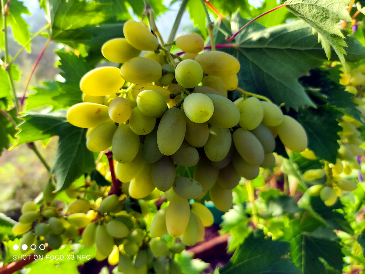 Голд Фингер