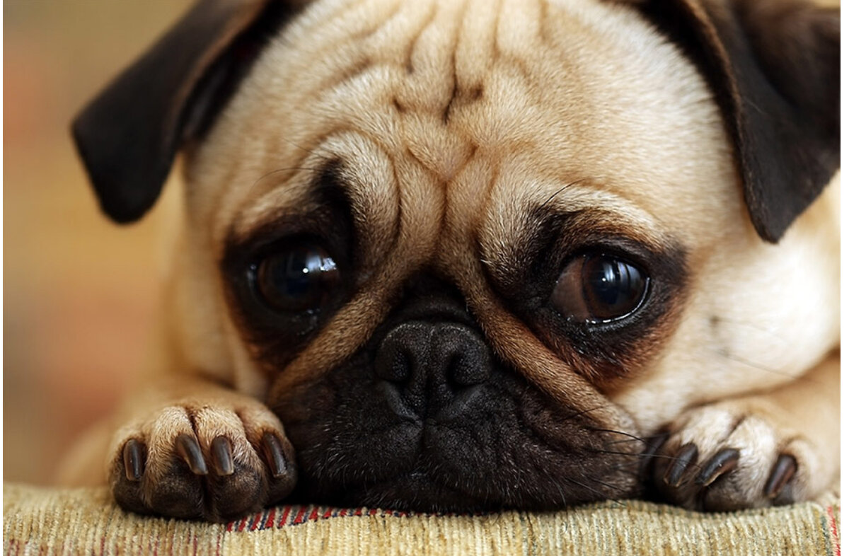 Мопс грустит