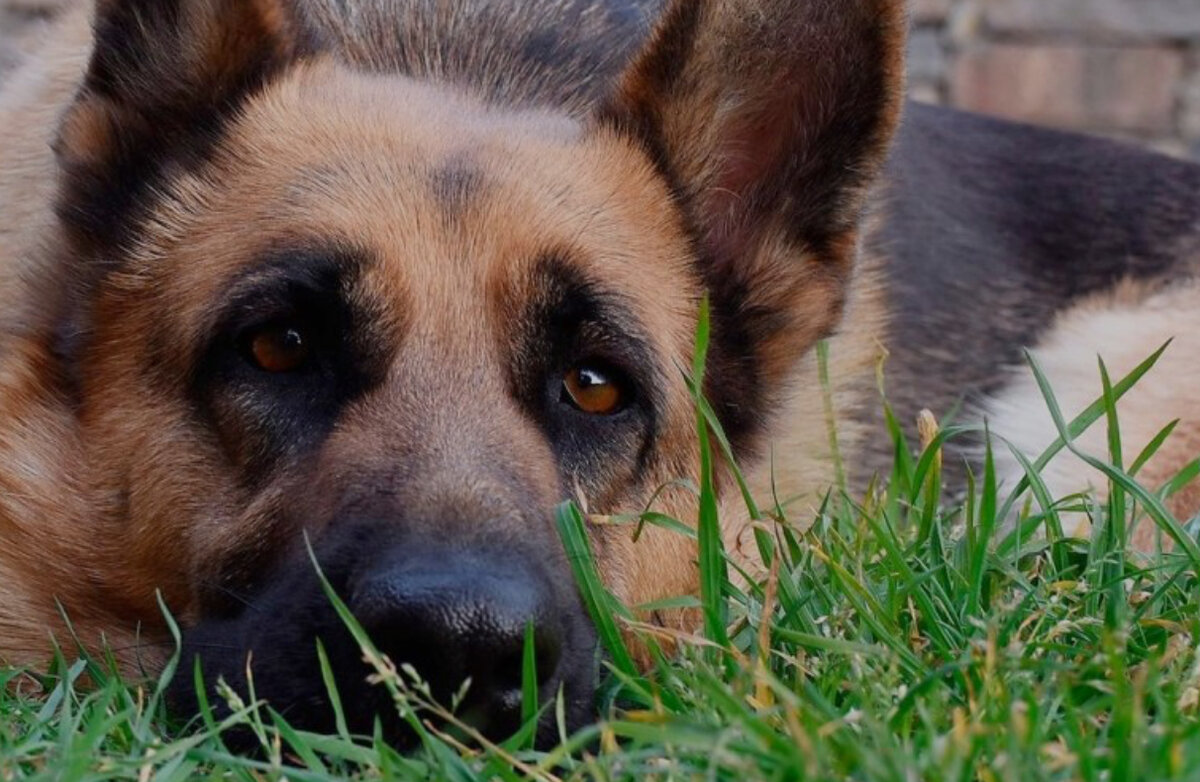 Хочу отдать свою собаку… я предатель? | Собаки - Кошки ДЕНЬ У НЯНИ 🐶  Веселая передержка в Сочи | Дзен