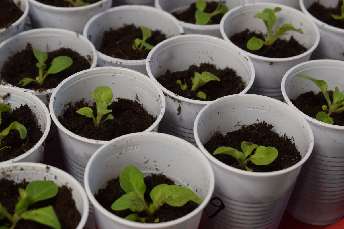 часть распикированной рассады петунии(фото автора)