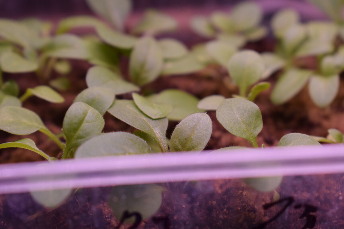 петуния растет в общей емкости(фото автора)