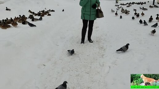 Мать разрешает своим детям гонять уток палками. Считает, что это нормально: «Просто так!»