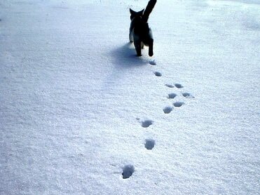 Фото catphoto.ru