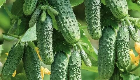 Свободный доступ яндекс-картинки. Огурцы Герман F1.