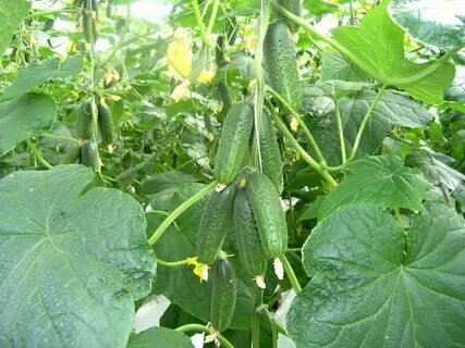 Свободный доступ яндекс-картинки. Огурцы Герман F1. Основная ветвь на подвязке.