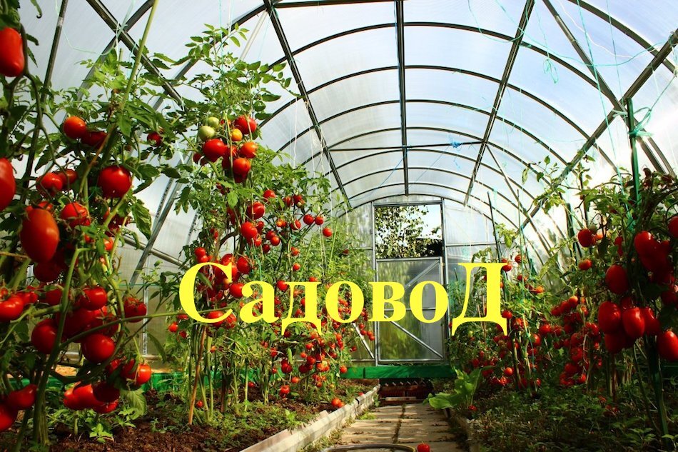 Стихотворение