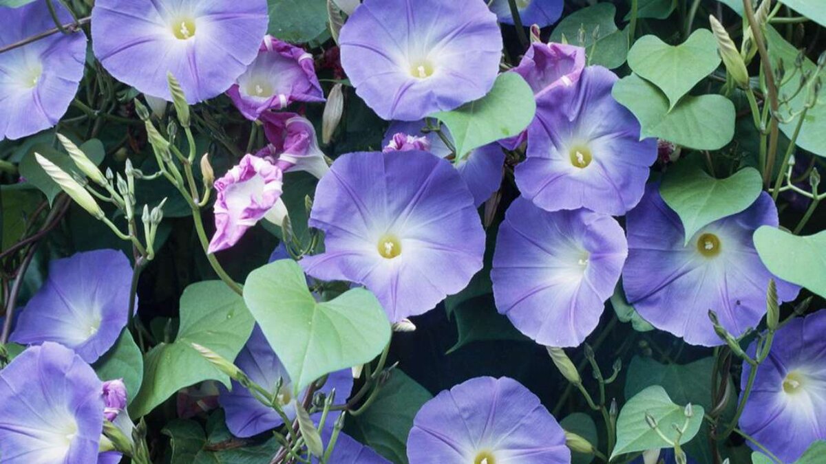    В России запретили выращивать ипомею трехцветную на участках