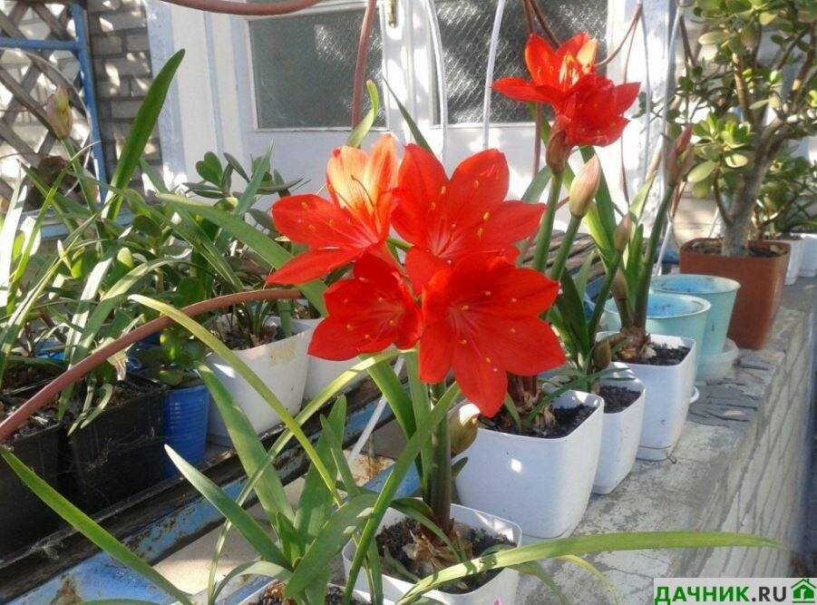 Валлота фото комнатный