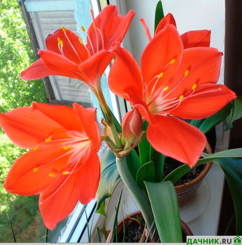 Валлота (циртантус): комнатное растение с красивыми крупными цветками