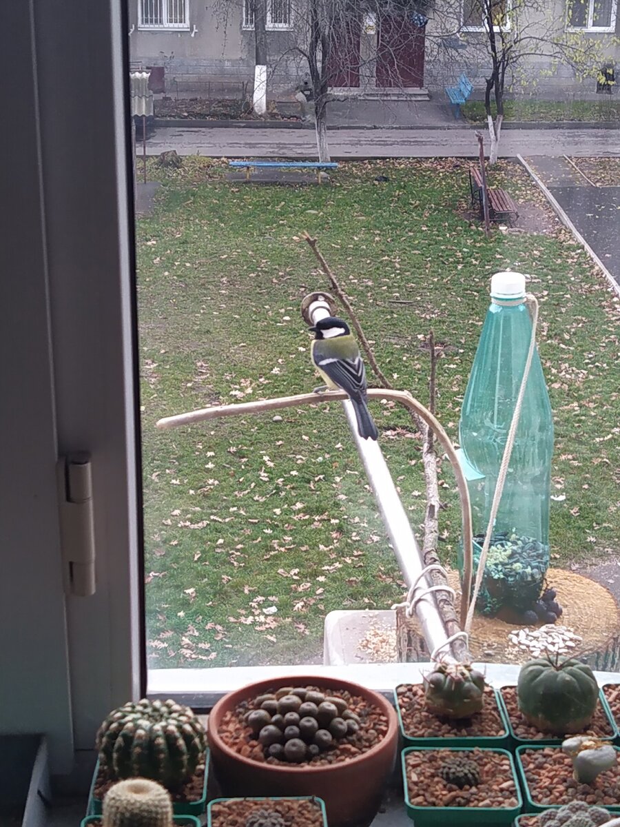 Большая синица (Parus major) около кормушки