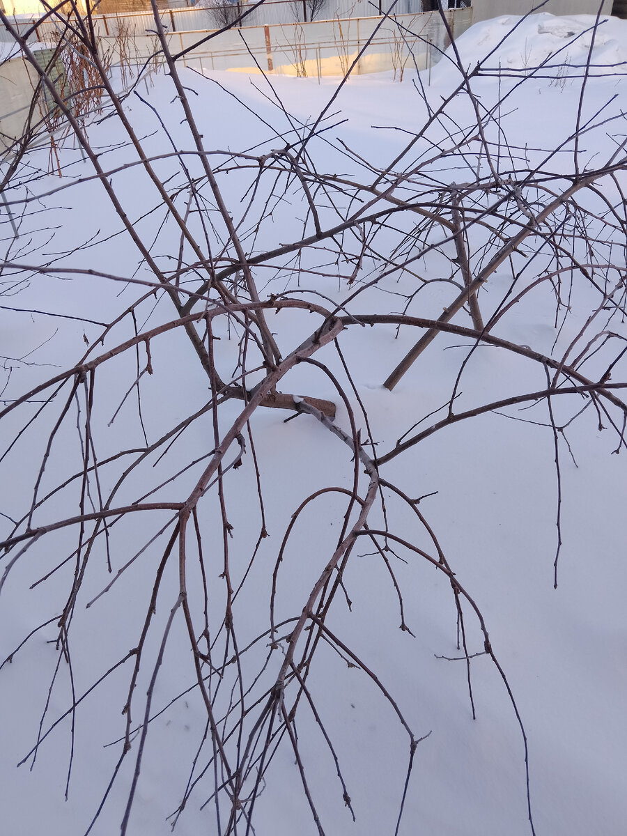 Фото автора. Яблонька и морозы. 