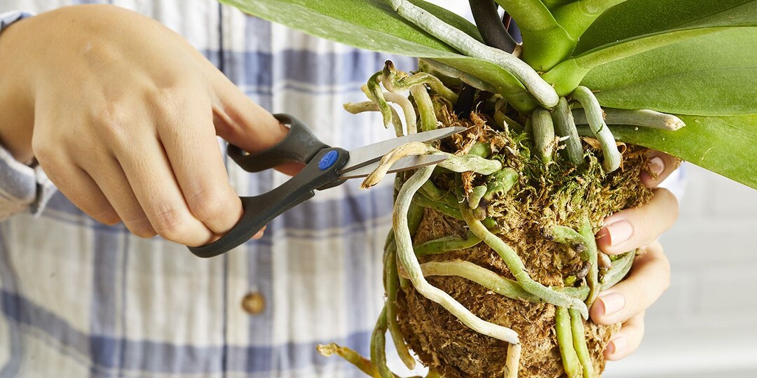 Черенкование орхидей рабочий лайфхак или садовый миф?