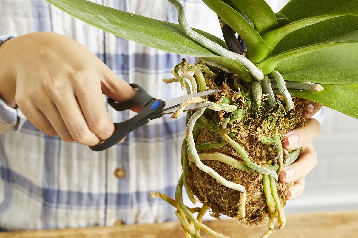 Черенкование орхидей с помощью чеснока является одним из популярных методов размножения этого изысканного растения.   Для этой процедуры вам понадобятся следующие материалы и инструменты:

1.