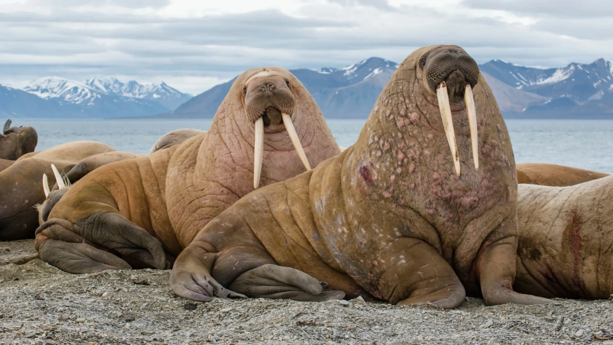    Ямальские ученые будут жить у лежбища моржей