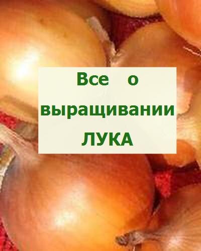 лук с Рязаньщины – спасский