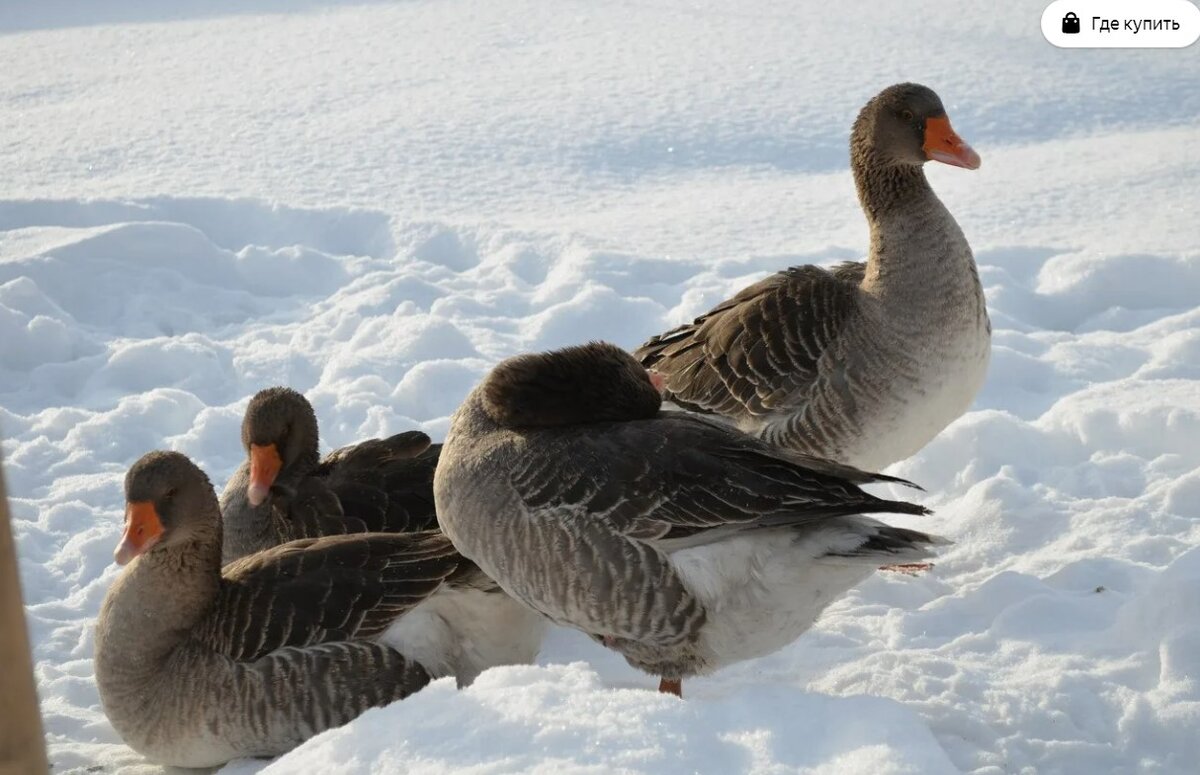 Сон о серых гусях