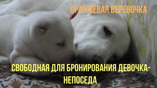 Неугомонная #питомник #Шилеле